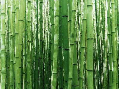 bambu Tradiciones de Año Nuevo alrededor del mundo